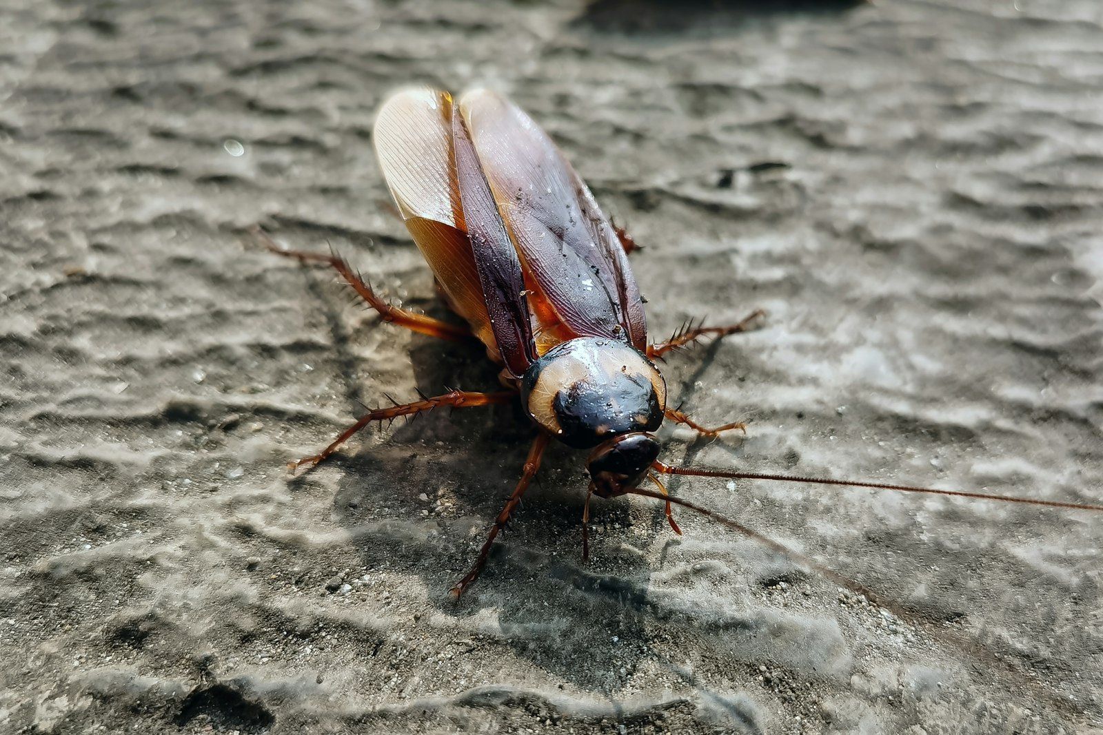 A cockroach on a floor